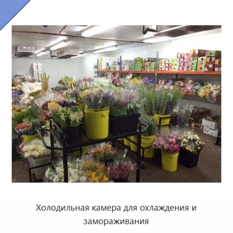 Холодильная камера для охлаждения и замораживания
