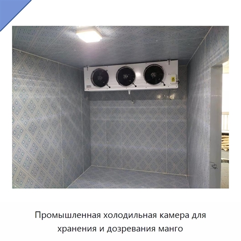 Промышленная холодильная камера для хранения и дозревания манго