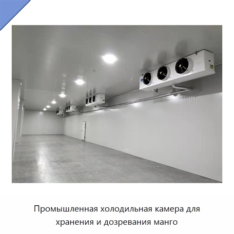 Промышленная холодильная камера для хранения и дозревания манго