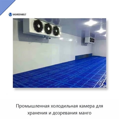 Промышленная холодильная камера для хранения и дозревания манго