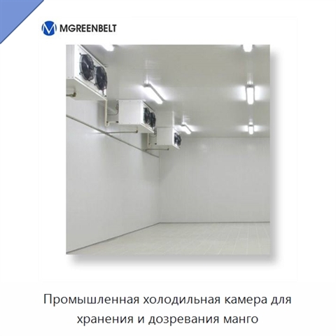 Промышленная холодильная камера для хранения и дозревания манго