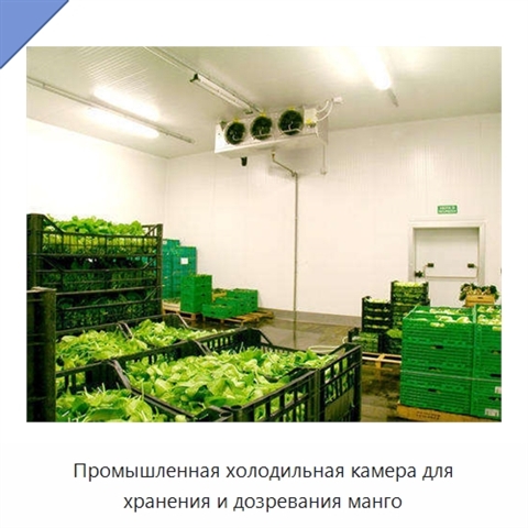 Промышленная холодильная камера для хранения и дозревания манго