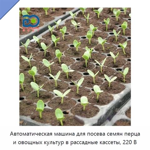 Автоматическая машина для посева семян перца и овощных культур в рассадные кассеты, 220 В