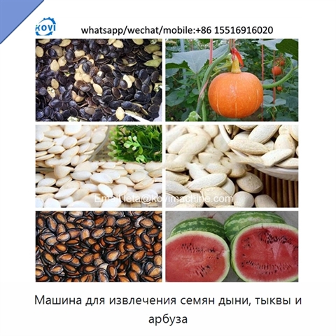 Машина для извлечения семян дыни, тыквы и арбуза