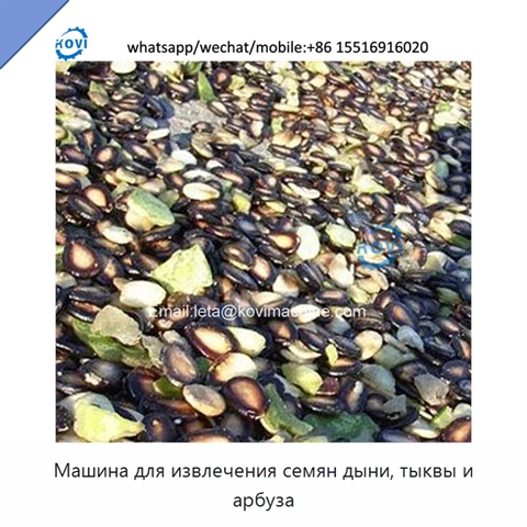 Машина для извлечения семян дыни, тыквы и арбуза